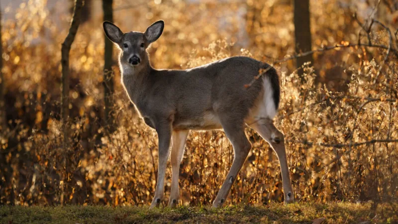 State offering hunters more chances